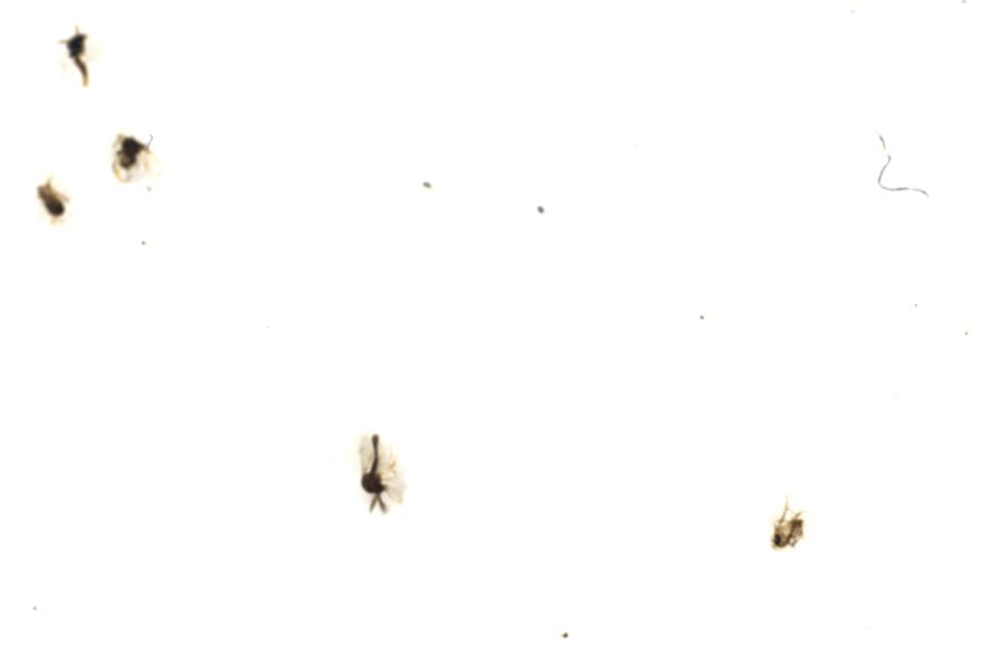 Image 52